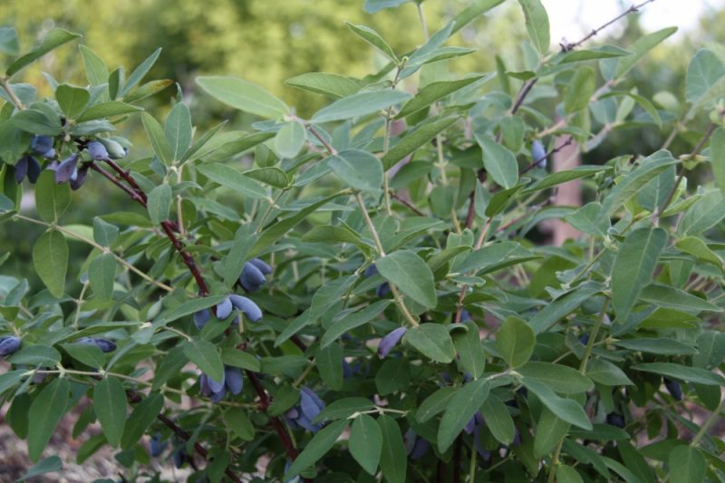 Mogyoró kék orsó: fajtaleírás, beporzó, ültetés és gondozás, szaporítás