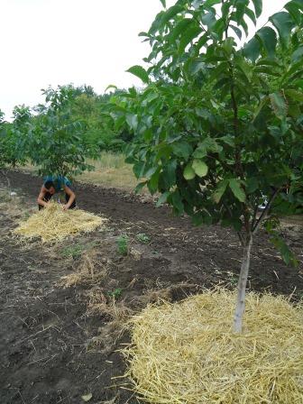 Mulchen kamperfoelie bodem en fruitbomen