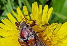 Antena dan mata membonjol memberikan kumbang ungkapan yang menyentuh.