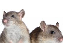 De oorzaken van longontsteking bij ratten
