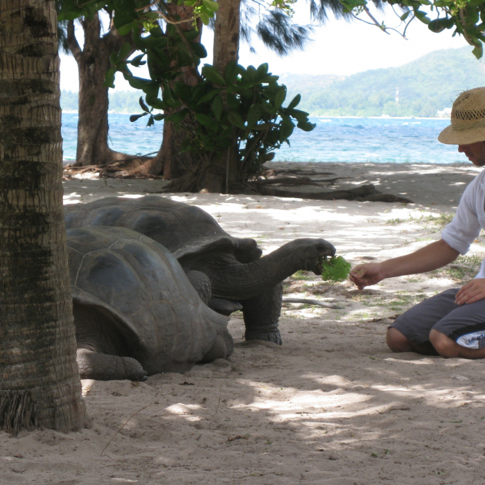 óriás seychelle-i teknős