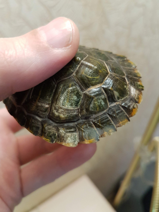 Die Schildkröte hat eine weiche Schale