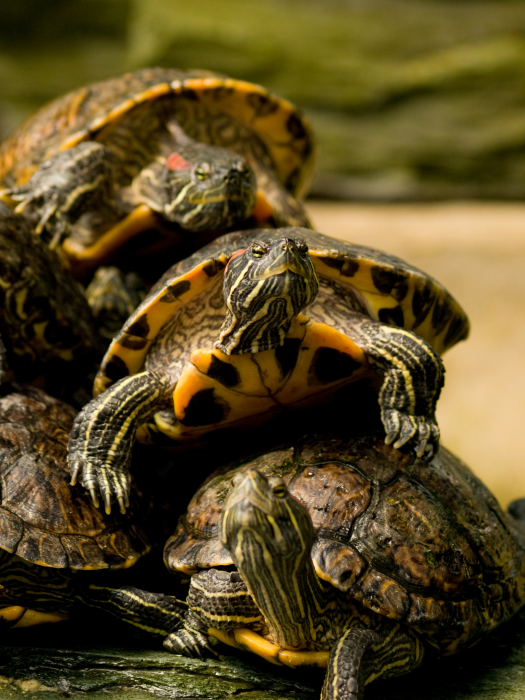 A teknős timpanumának tünetei